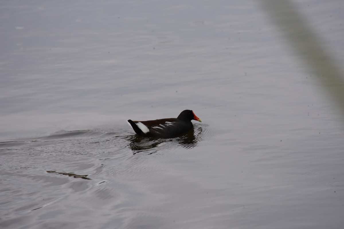 Common Gallinule - ML627798570