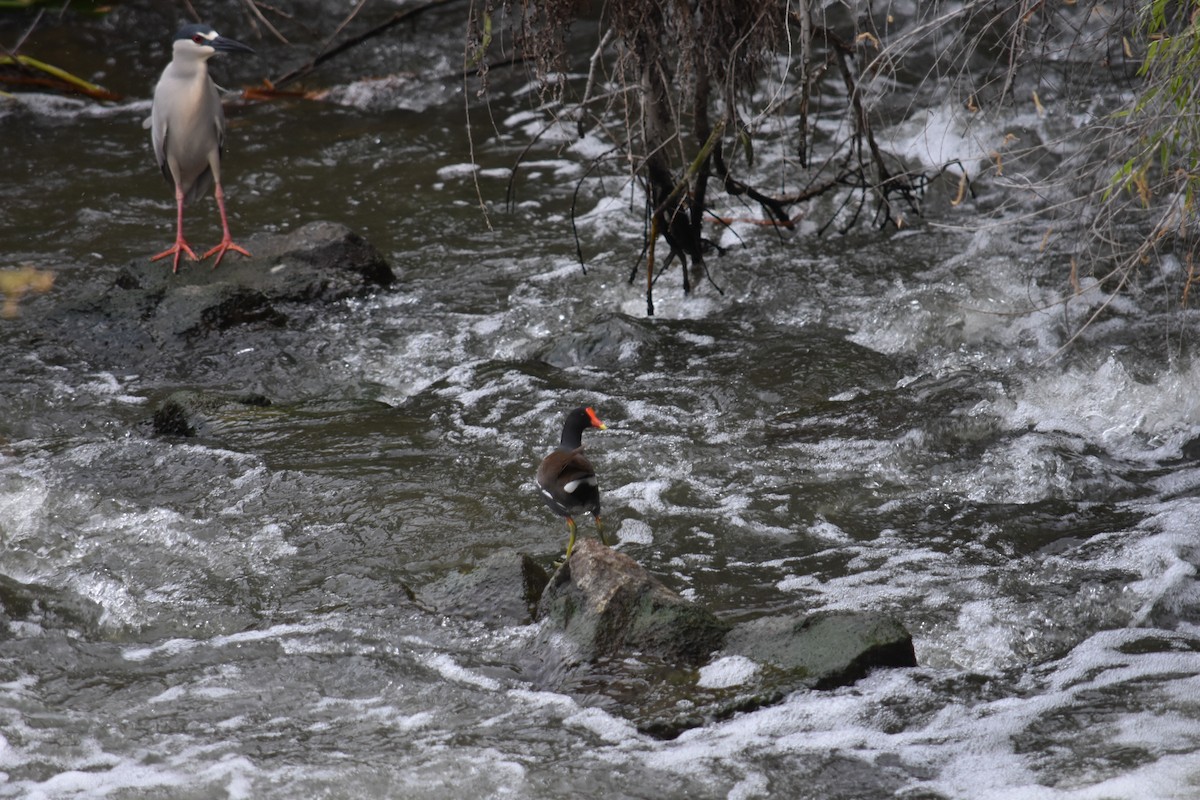 slípka americká - ML627798571