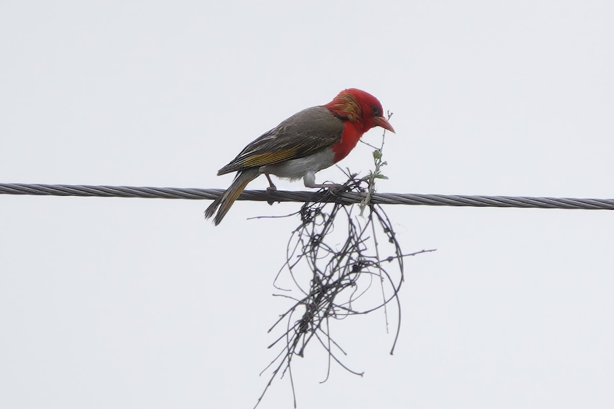Red-headed Weaver (Southern) - ML627798596