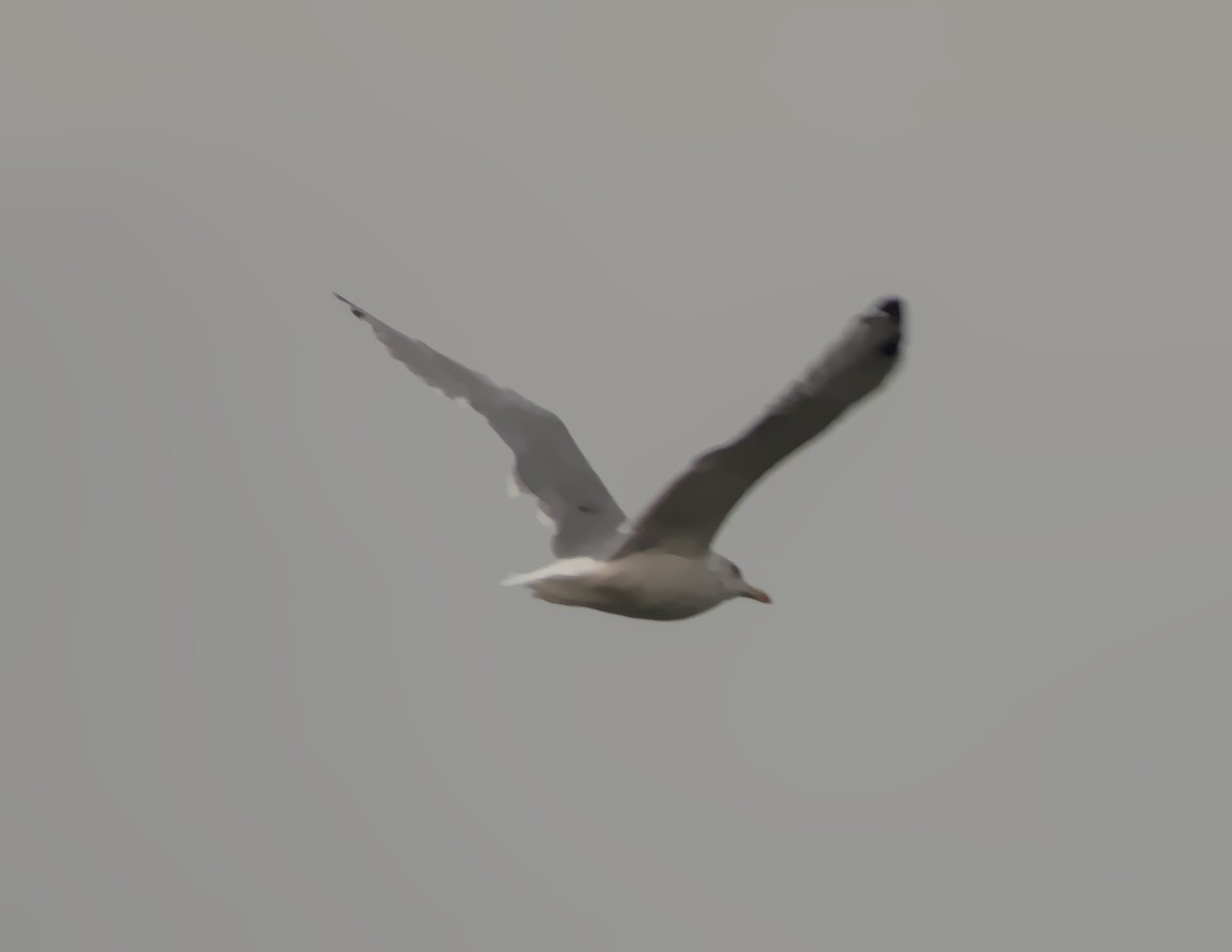 American Herring Gull - ML627798635