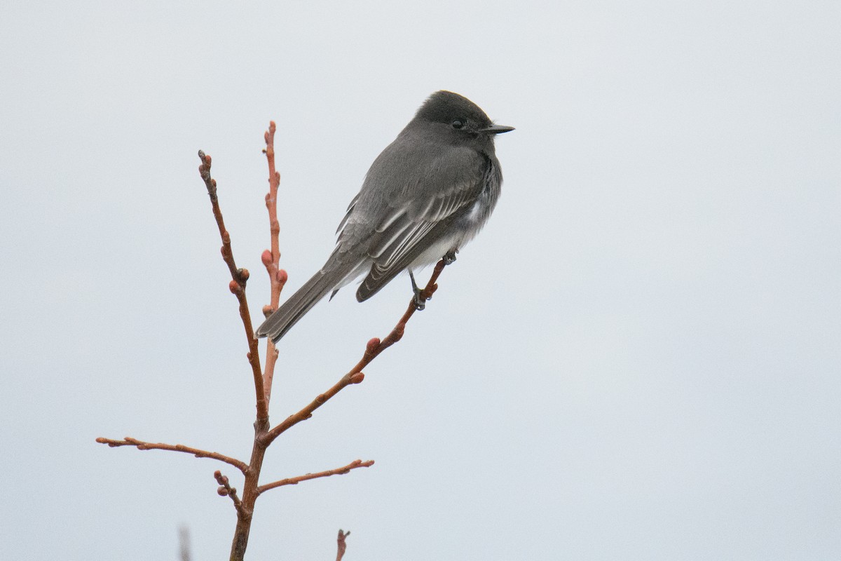 Black Phoebe - ML627798636