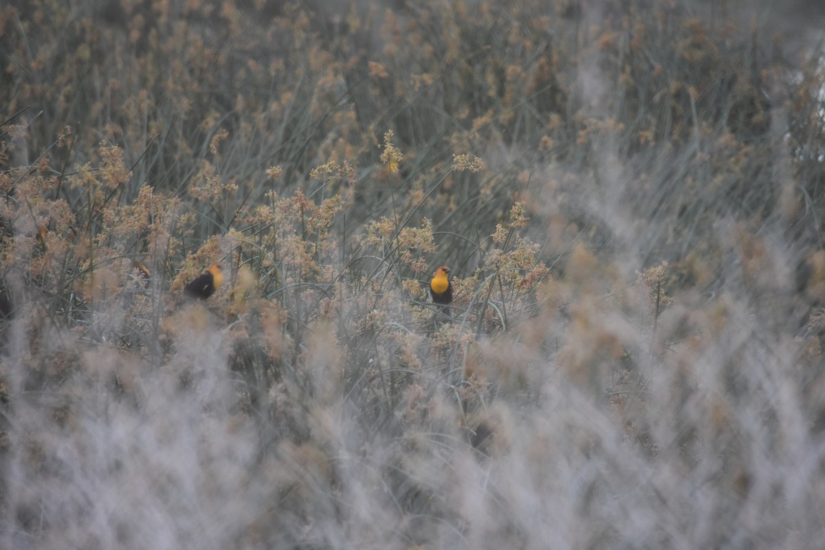 Yellow-headed Blackbird - ML627798638