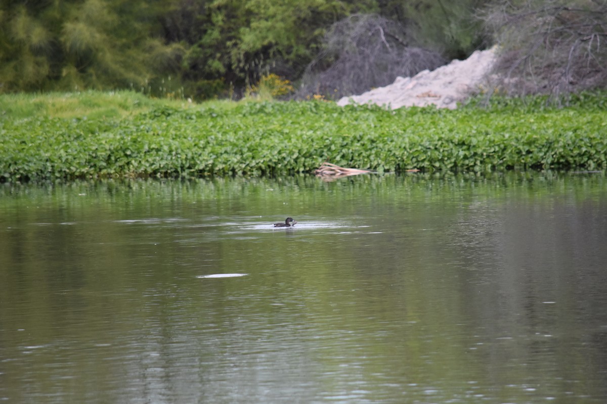 Pied-billed Grebe - ML627798639