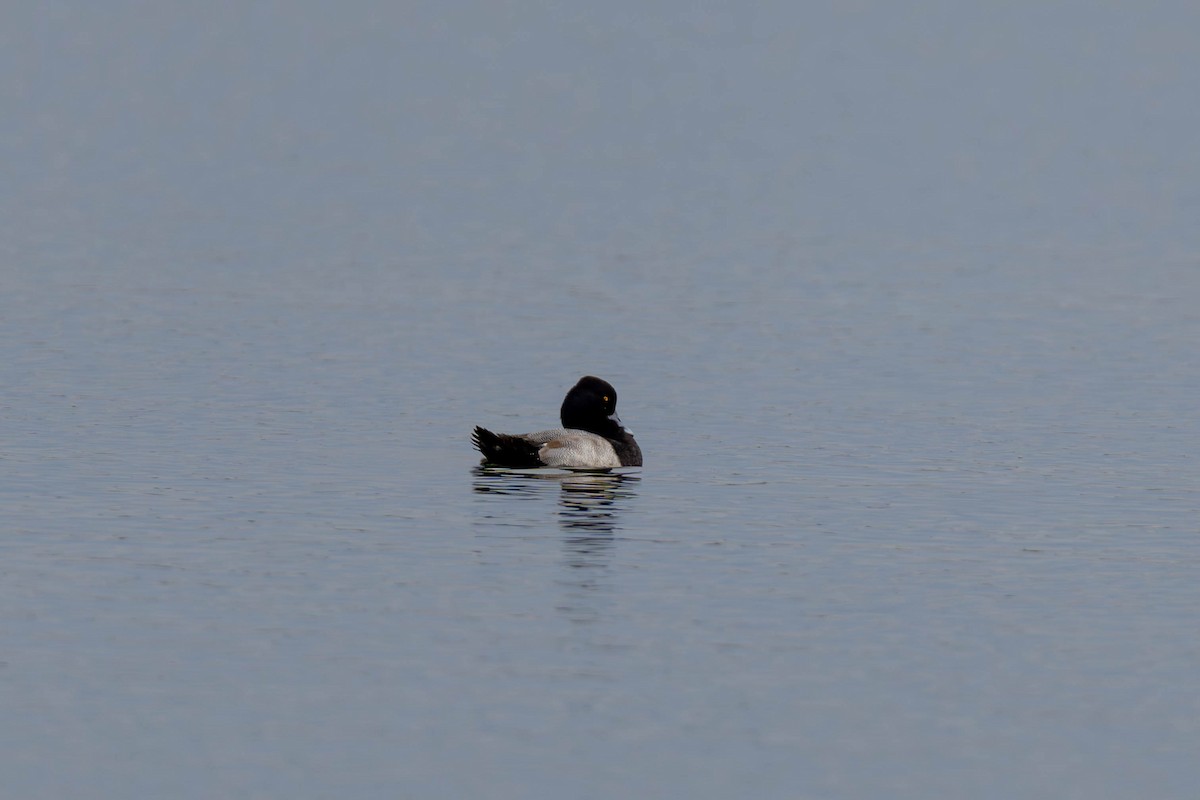 Lesser Scaup - ML627798642