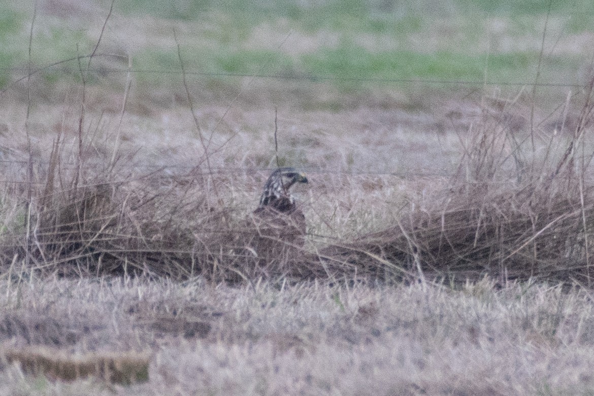 Swainson's Hawk - ML627798645