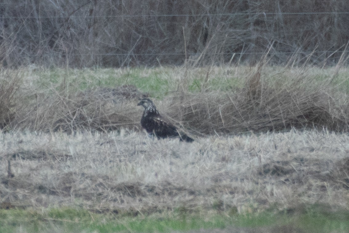 Swainson's Hawk - ML627798647