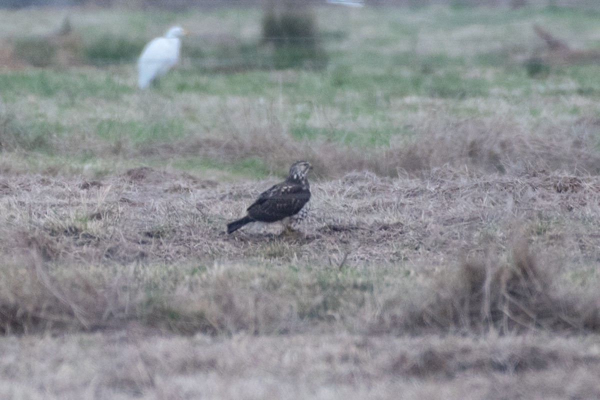 Swainson's Hawk - ML627798648