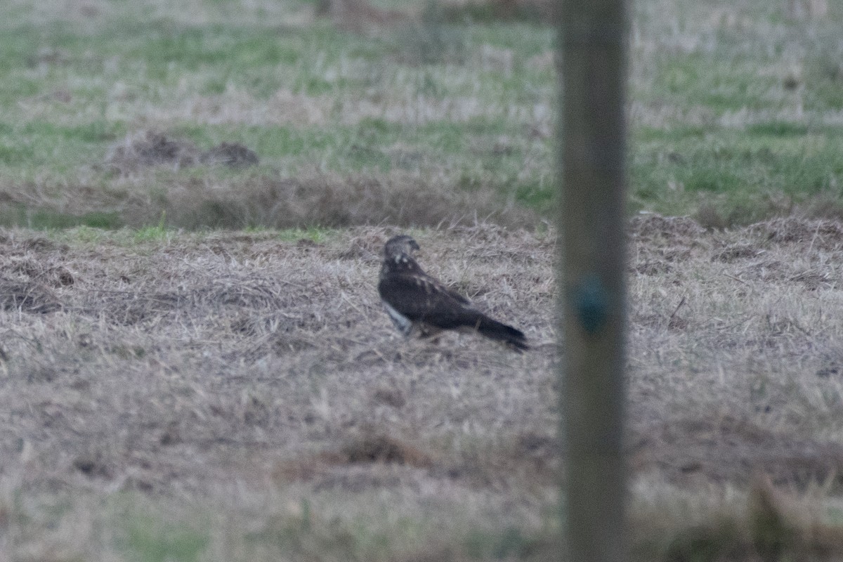 Swainson's Hawk - ML627798649