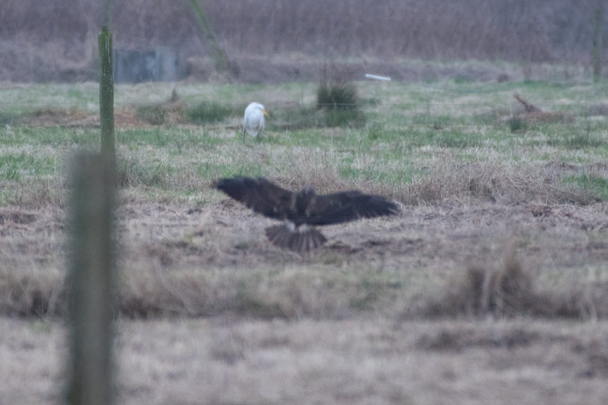 Swainson's Hawk - ML627798650