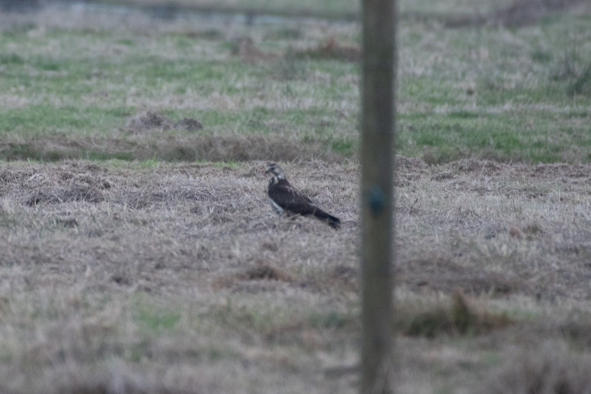 Swainson's Hawk - ML627798651