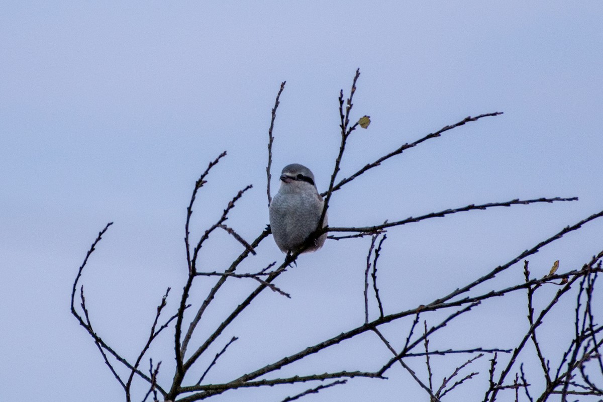 Northern Shrike - ML627798655