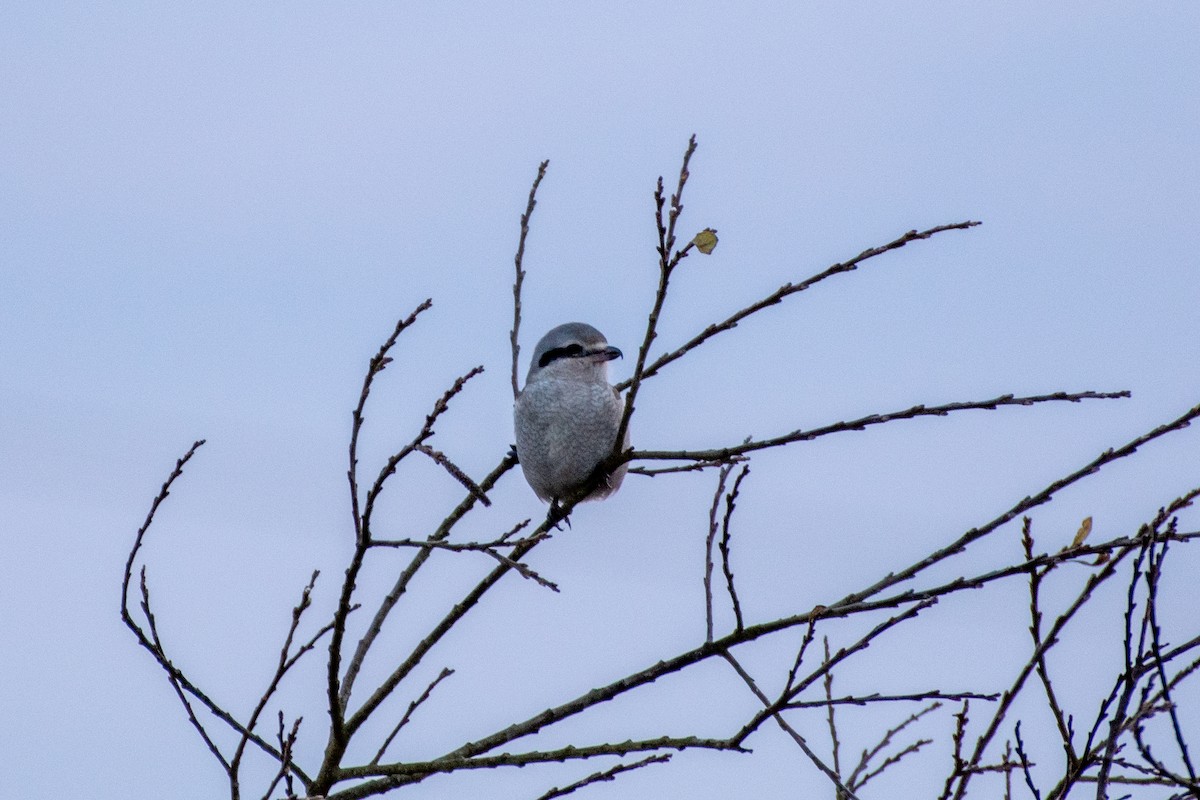 Northern Shrike - ML627798656