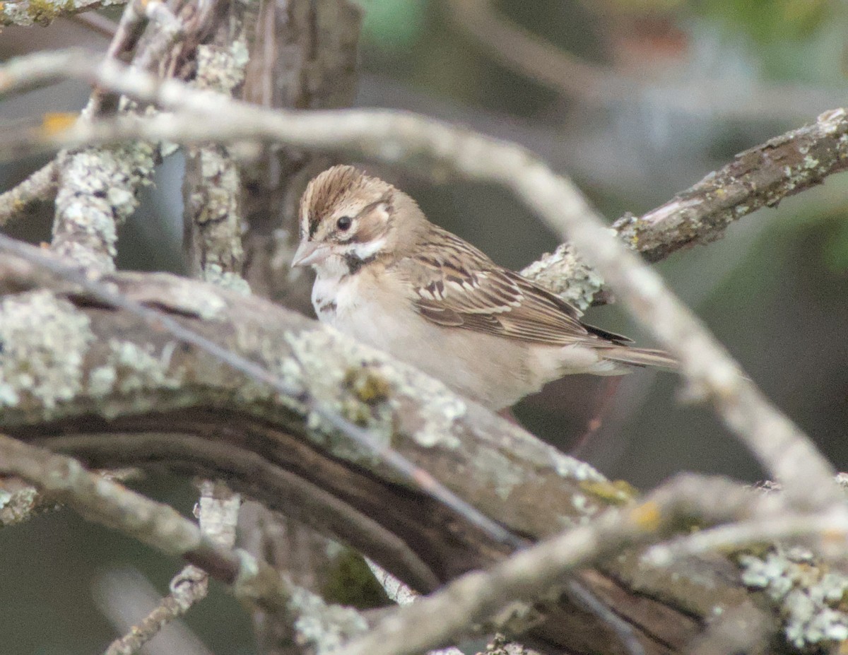 White-crowned Sparrow - ML627798698