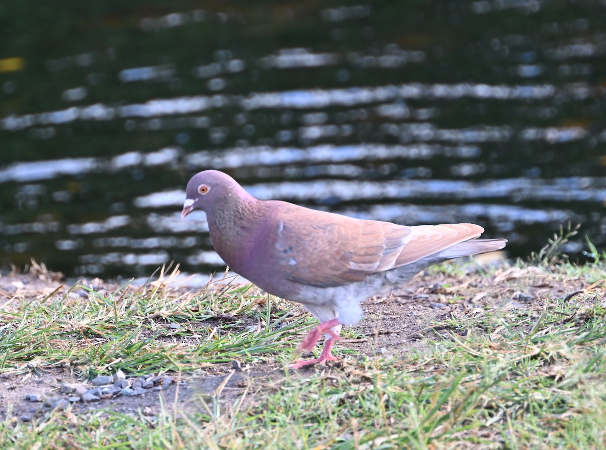 Rock Pigeon (Feral Pigeon) - ML627798702