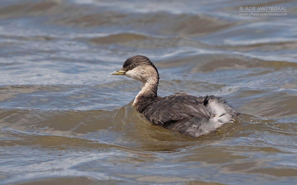 Hoary-headed Grebe - ML627798706