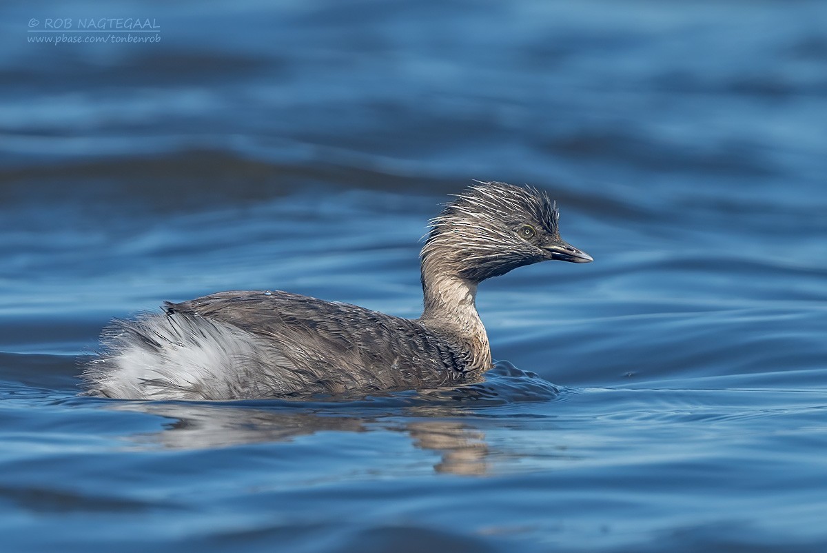 Hoary-headed Grebe - ML627798710