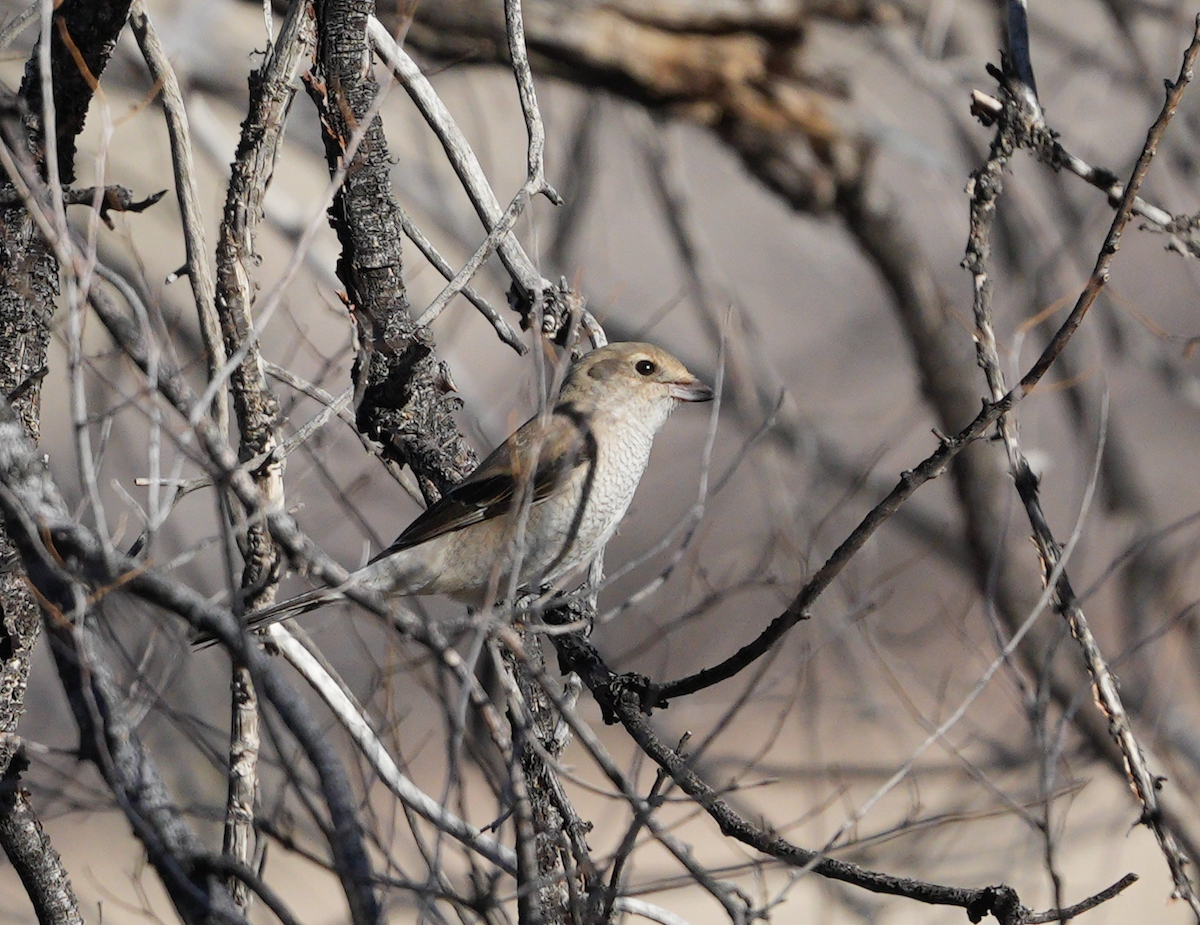 Northern Shrike - ML627798714