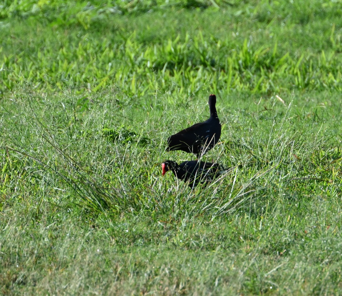 Common Gallinule - ML627798716