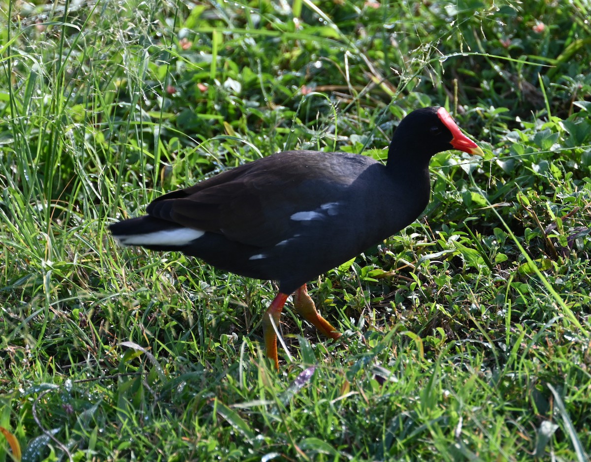 Common Gallinule - ML627798717