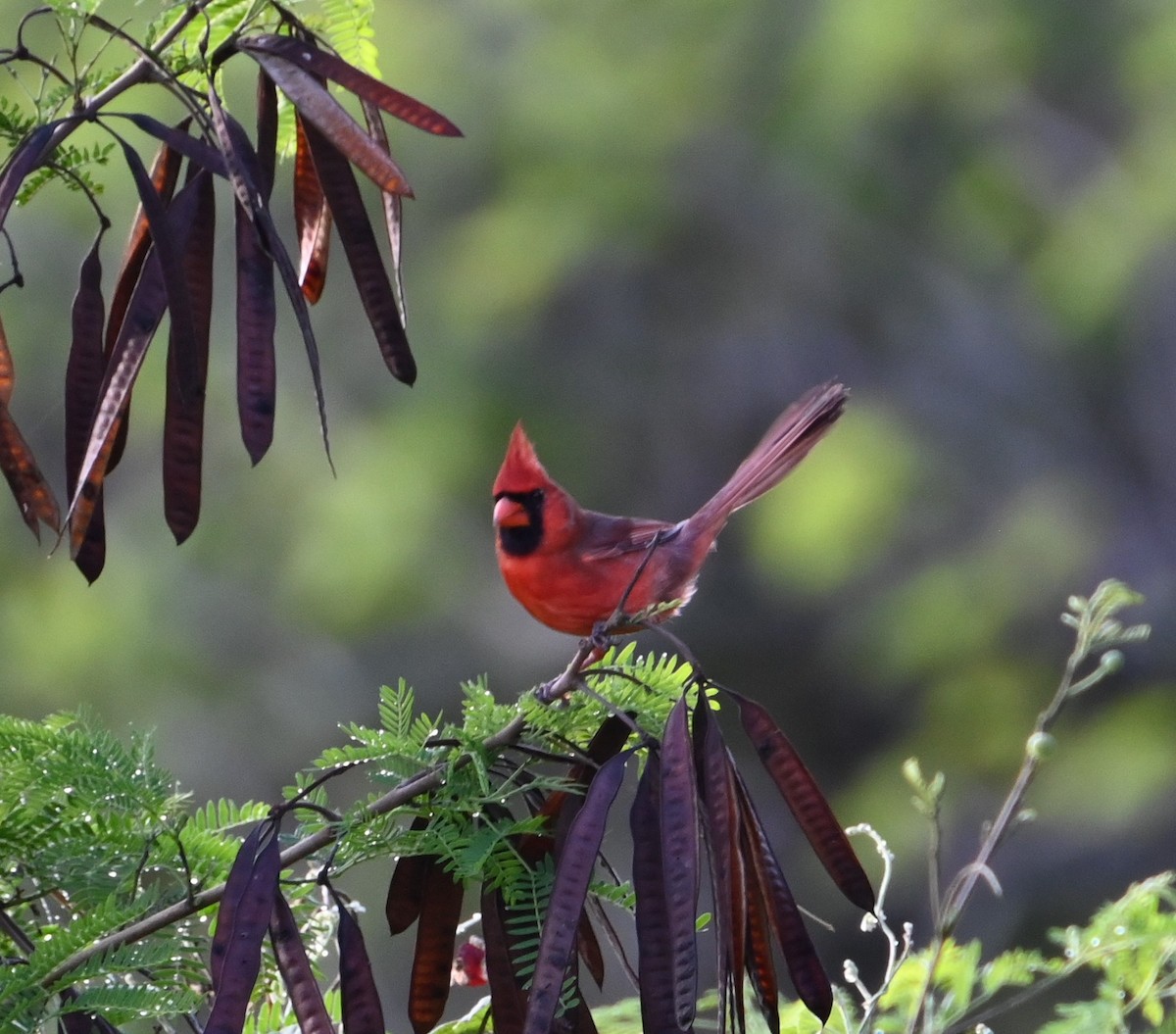 Northern Cardinal - ML627798767