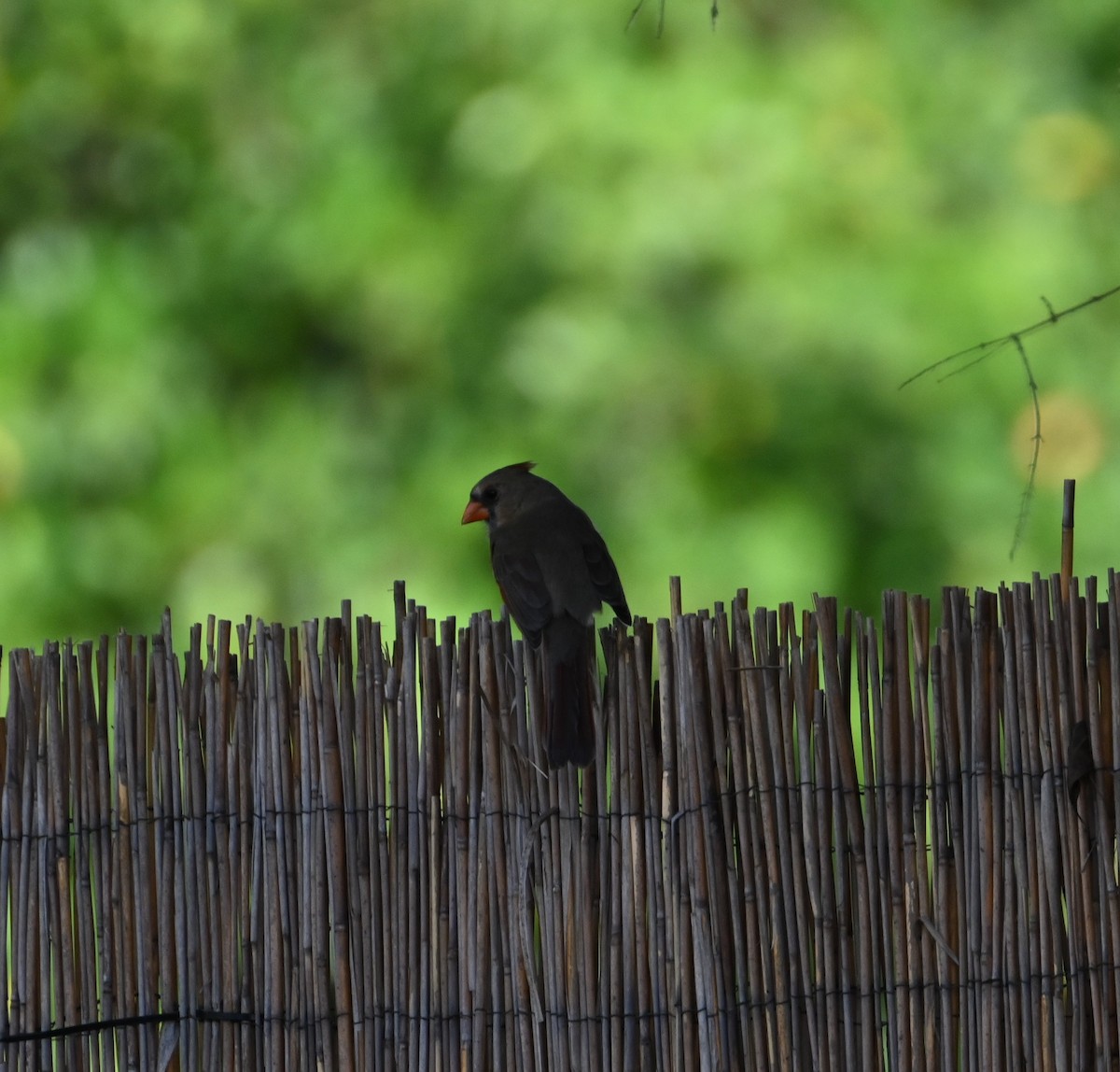 Northern Cardinal - ML627798768