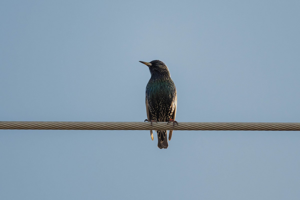 European Starling - ML627798786