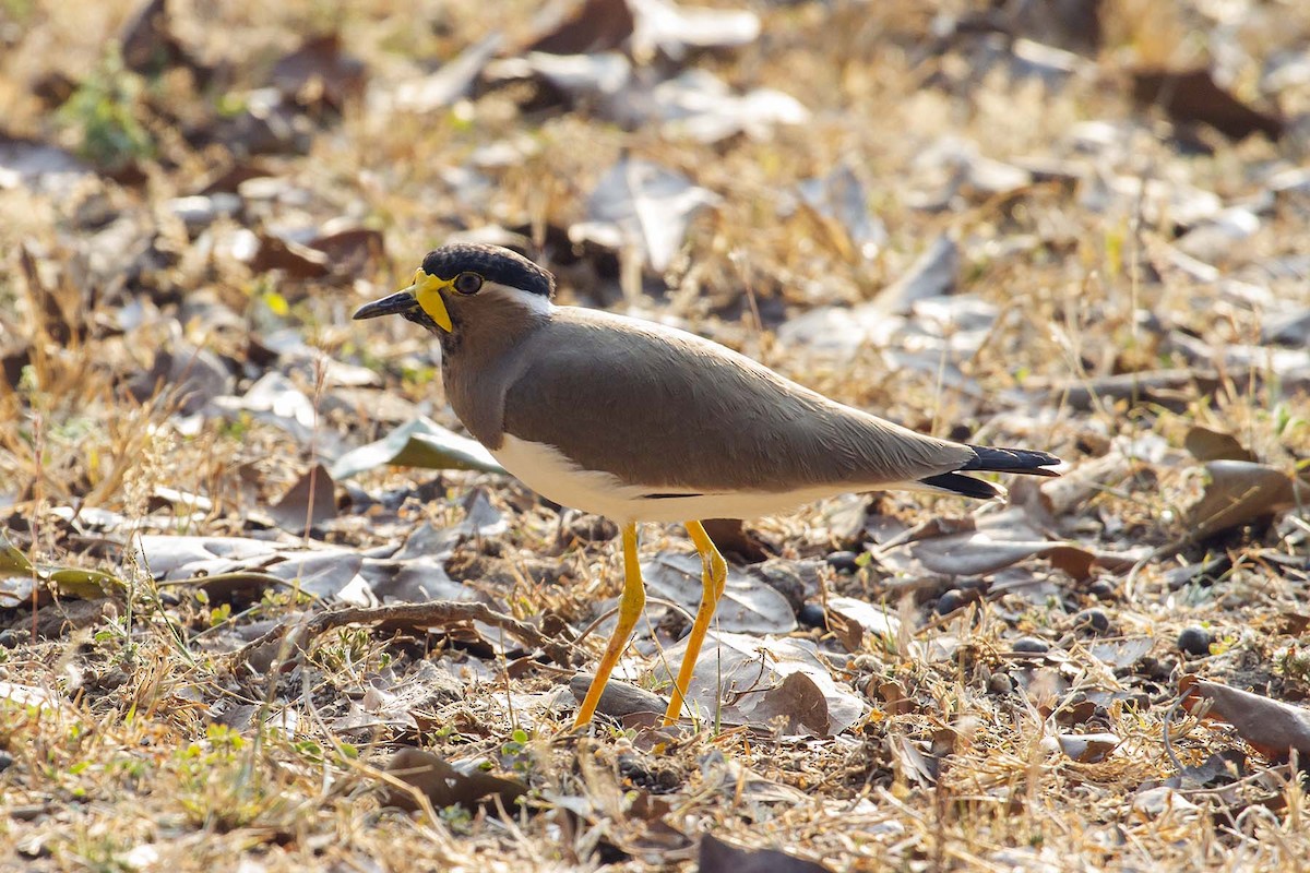 Yellow-wattled Lapwing - ML627798864