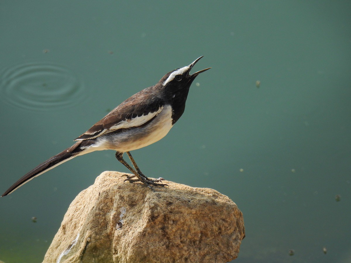 White-browed Wagtail - ML627798867