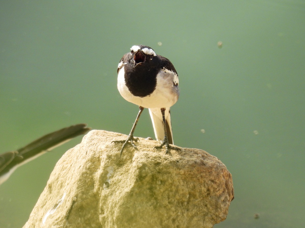 White-browed Wagtail - ML627798868