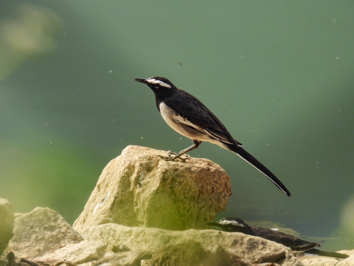 White-browed Wagtail - ML627798869