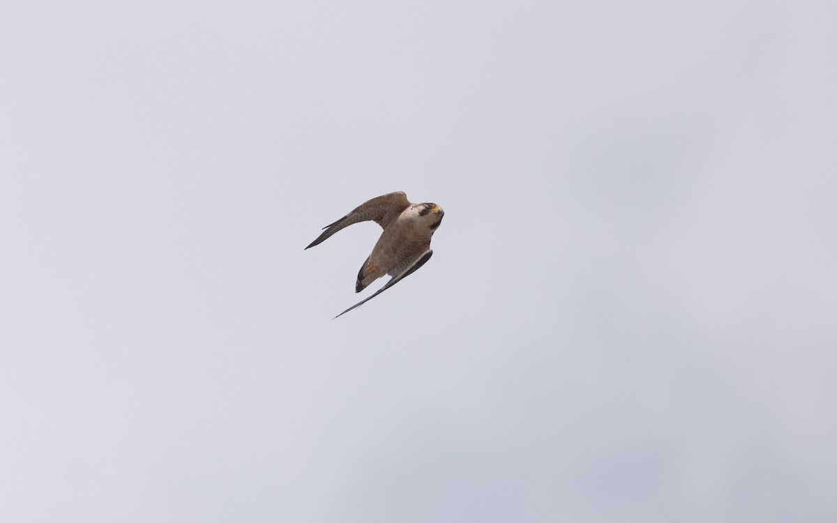 Peregrine Falcon (Barbary) - ML627798907