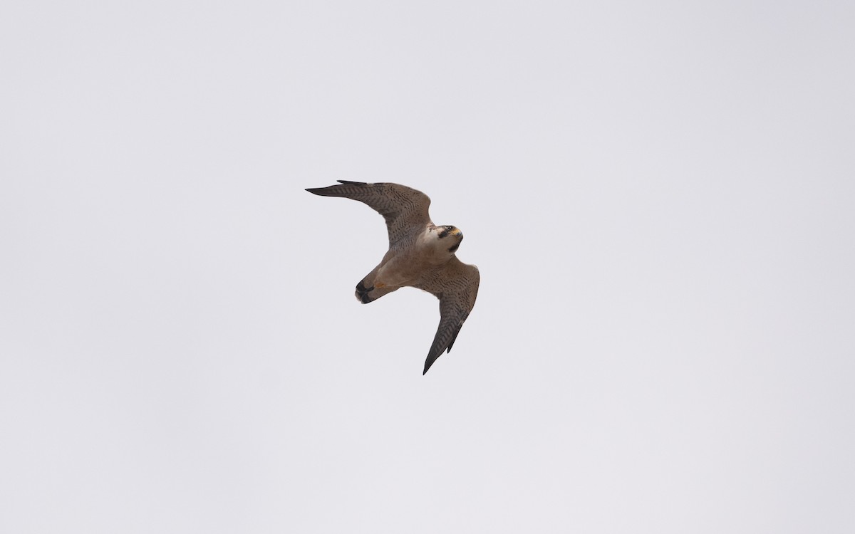 Peregrine Falcon (Barbary) - ML627798908