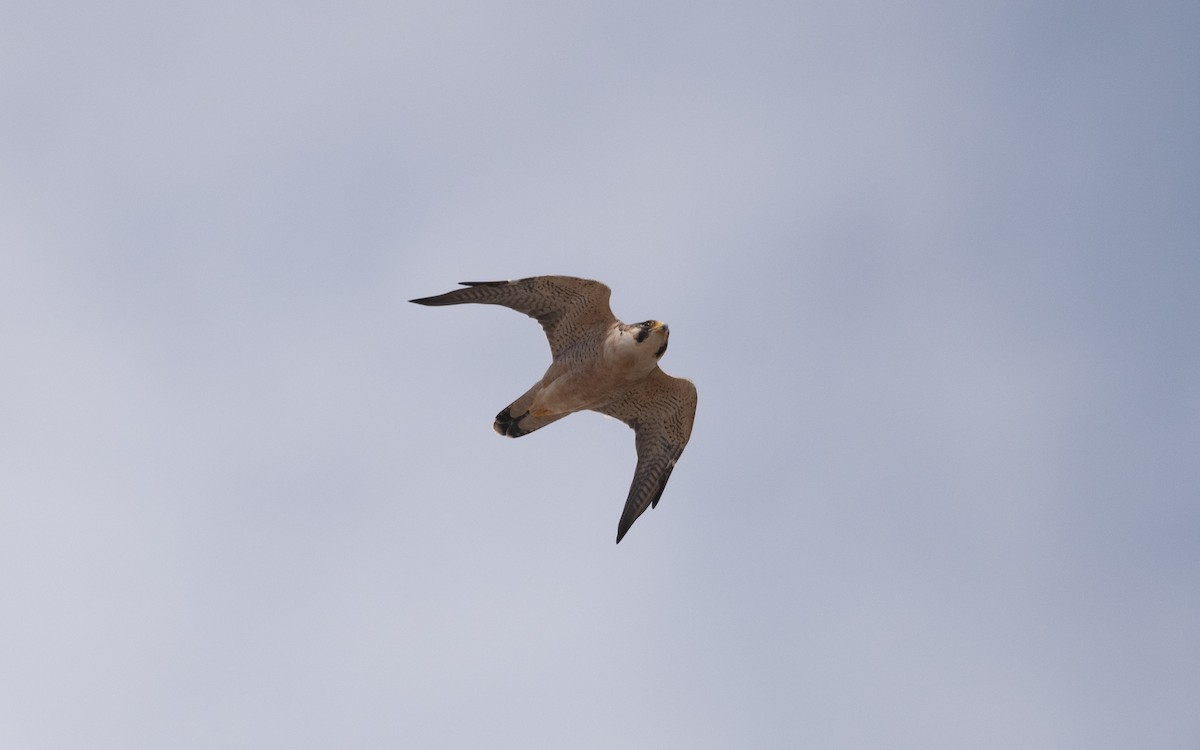 Peregrine Falcon (Barbary) - ML627798909