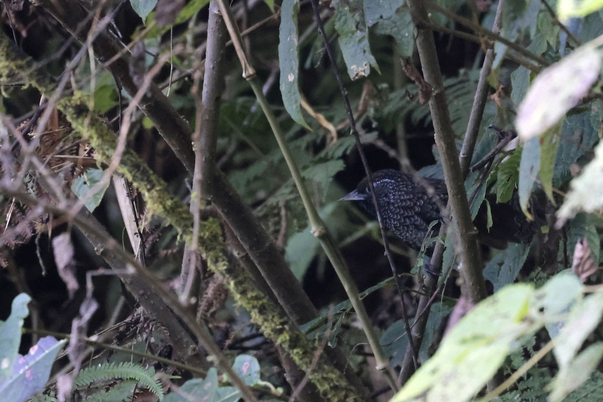 Cachar Wedge-billed Babbler - ML627798936