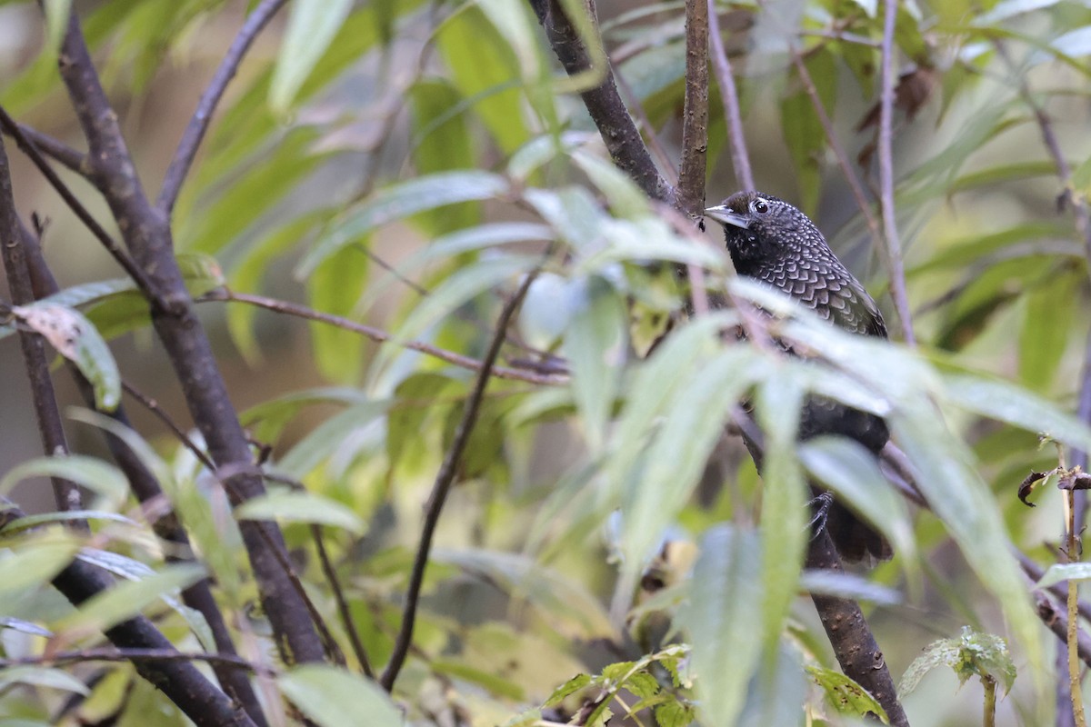 Cachar Wedge-billed Babbler - ML627798937