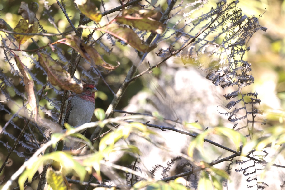 Crimson-browed Finch - ML627798943