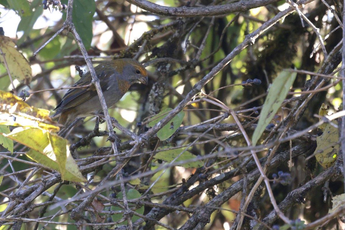 Crimson-browed Finch - ML627798944