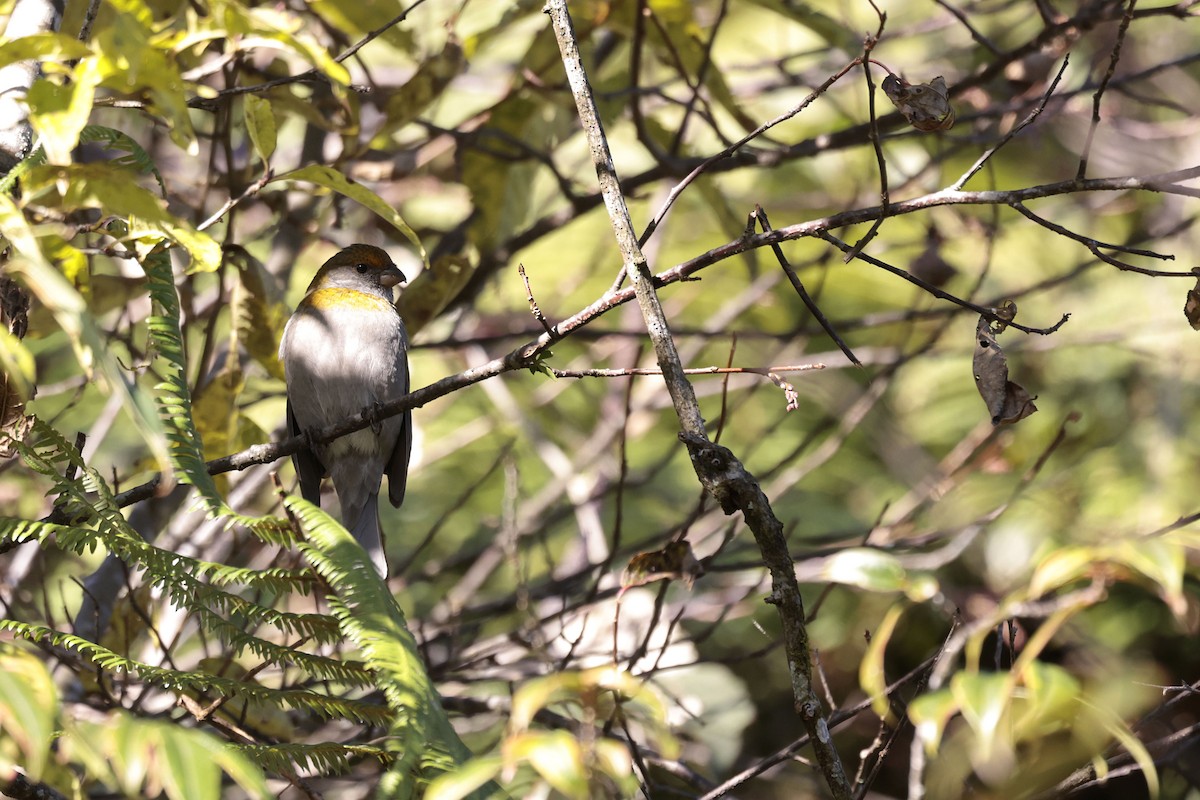 Crimson-browed Finch - ML627798945