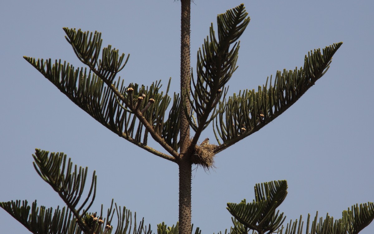 House Sparrow - ML627798948