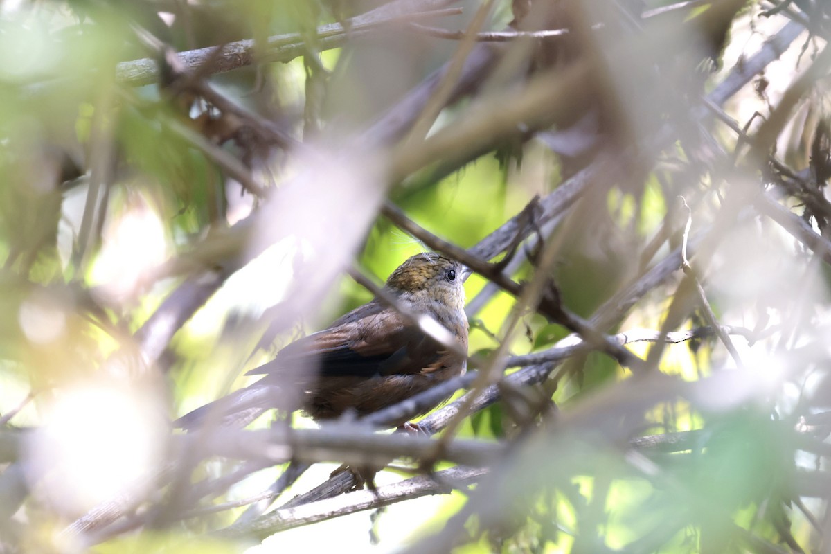 Gold-naped Finch - ML627798949