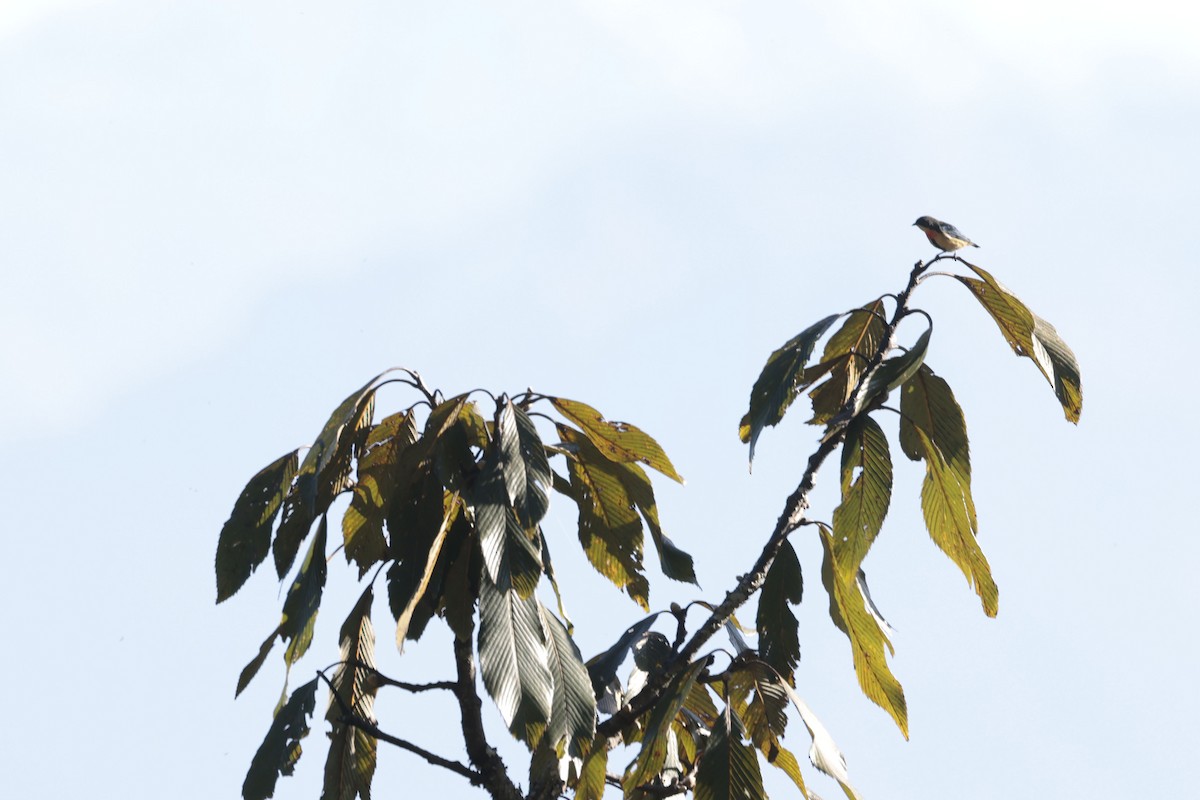 Fire-breasted Flowerpecker - ML627798960