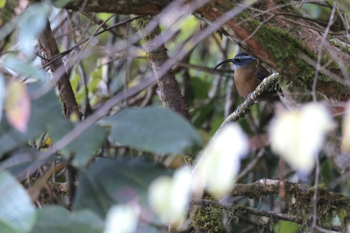 Slender-billed Scimitar-Babbler - ML627798965