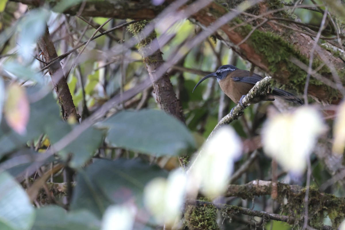 Slender-billed Scimitar-Babbler - ML627798966