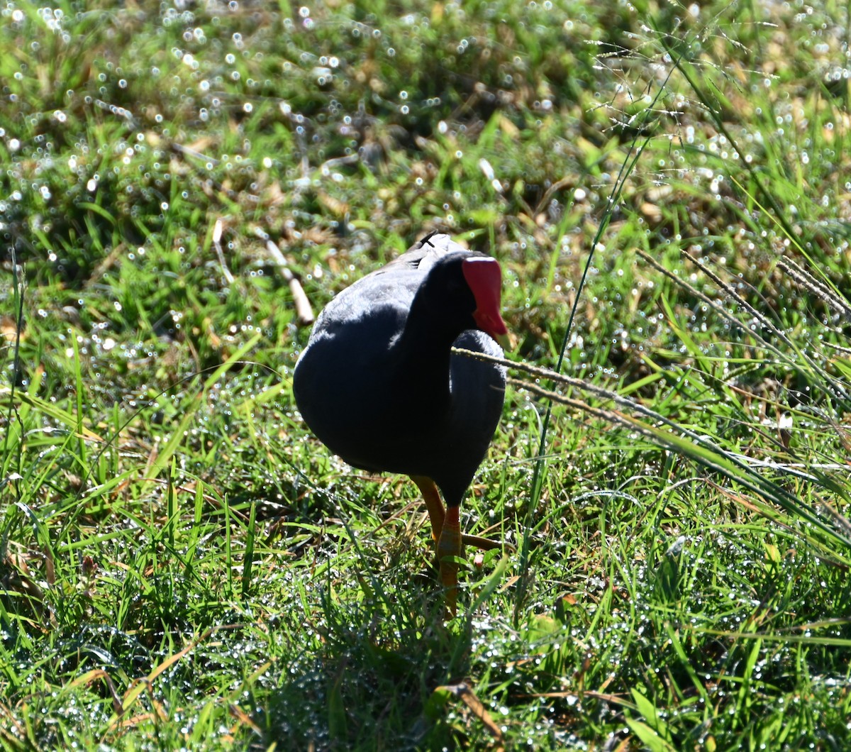 Common Gallinule - ML627798971