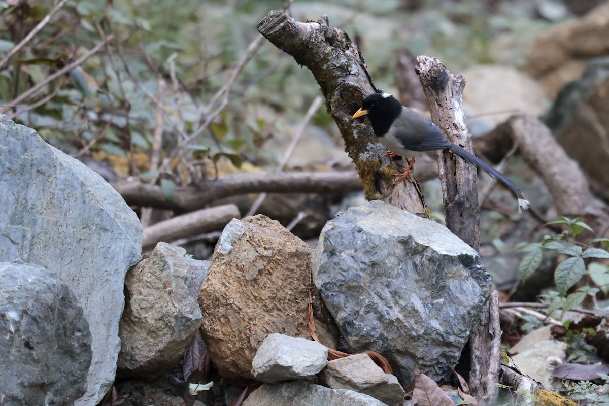 Yellow-billed Blue-Magpie - ML627799008