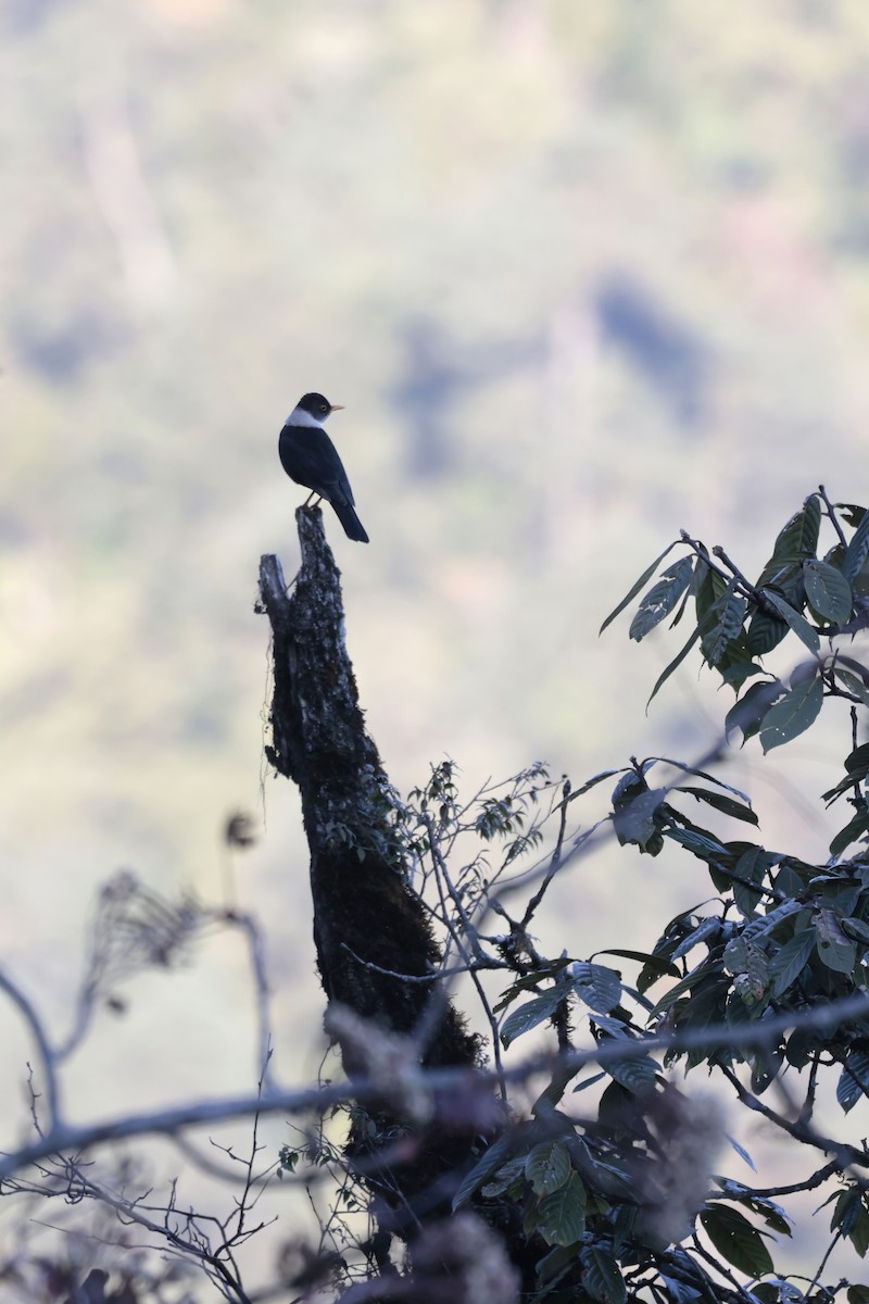 White-collared Blackbird - ML627799014