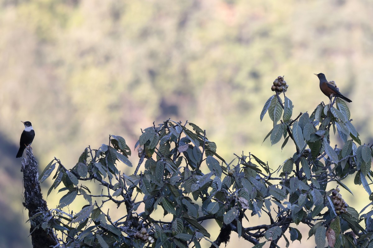 Chestnut Thrush - ML627799020