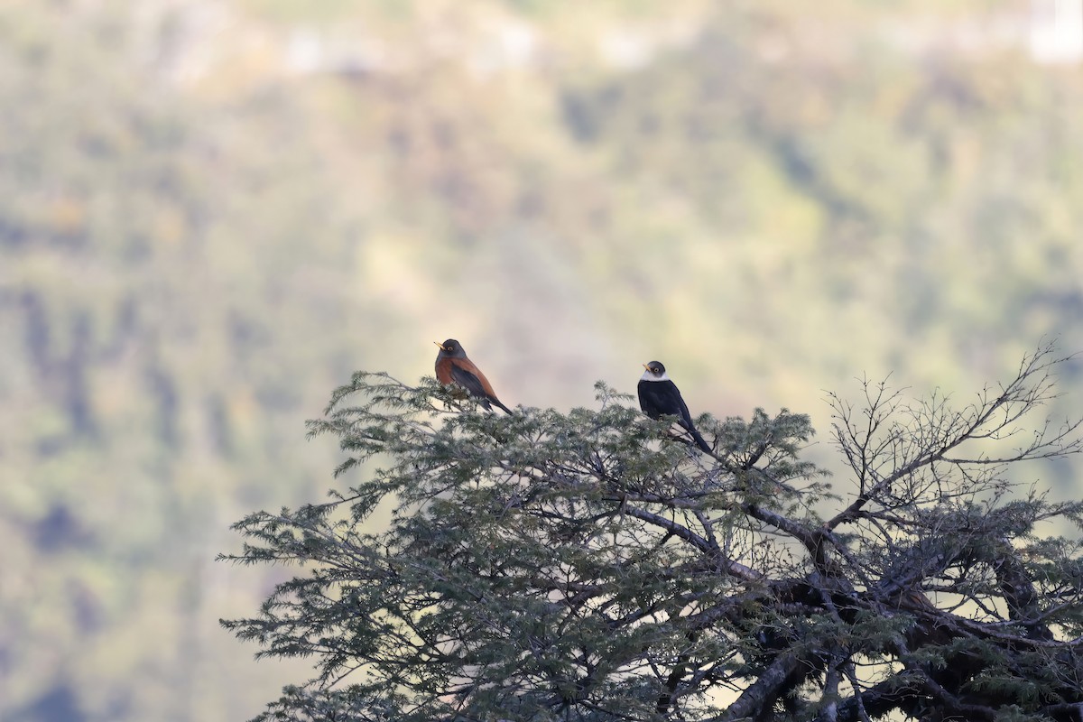 Chestnut Thrush - ML627799021