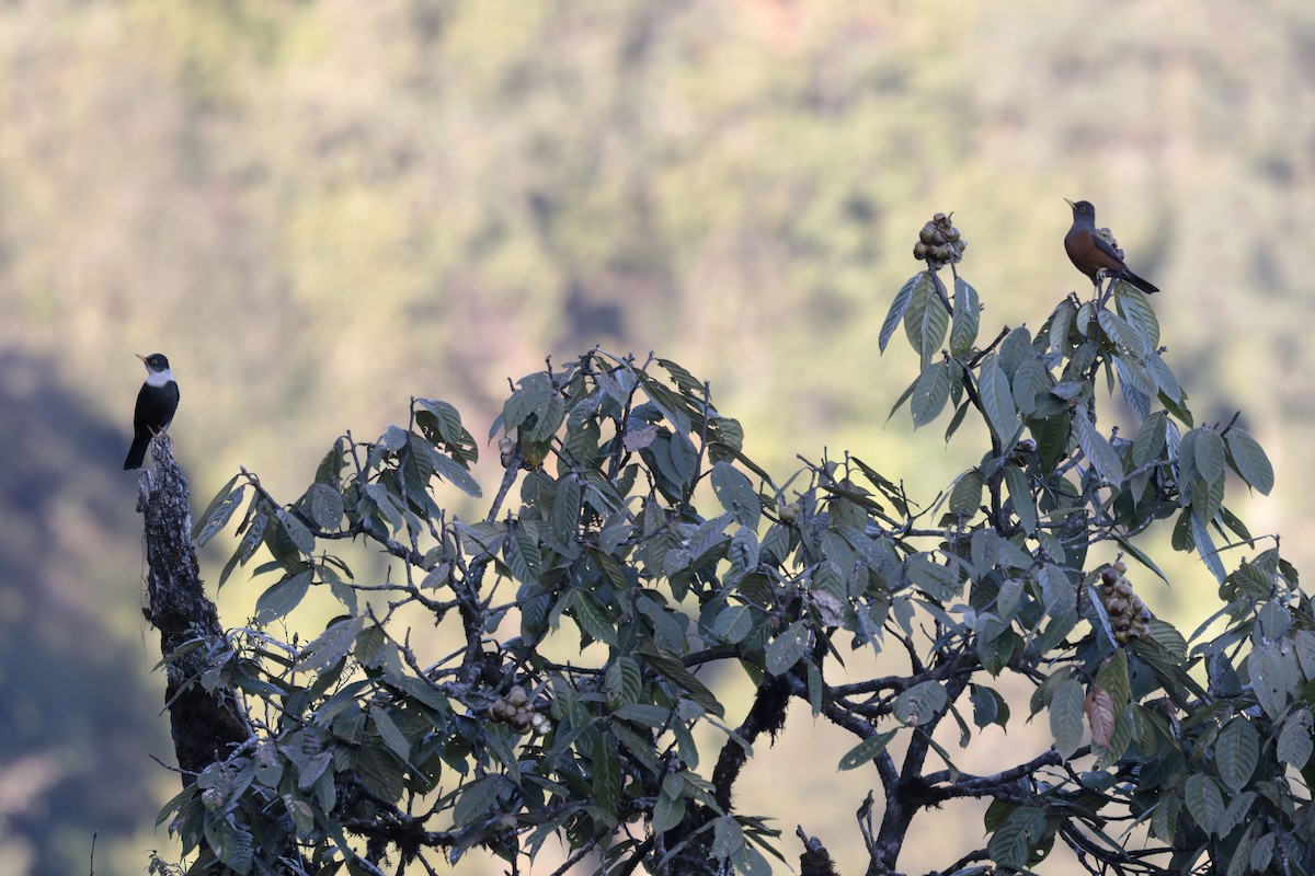 Chestnut Thrush - ML627799022