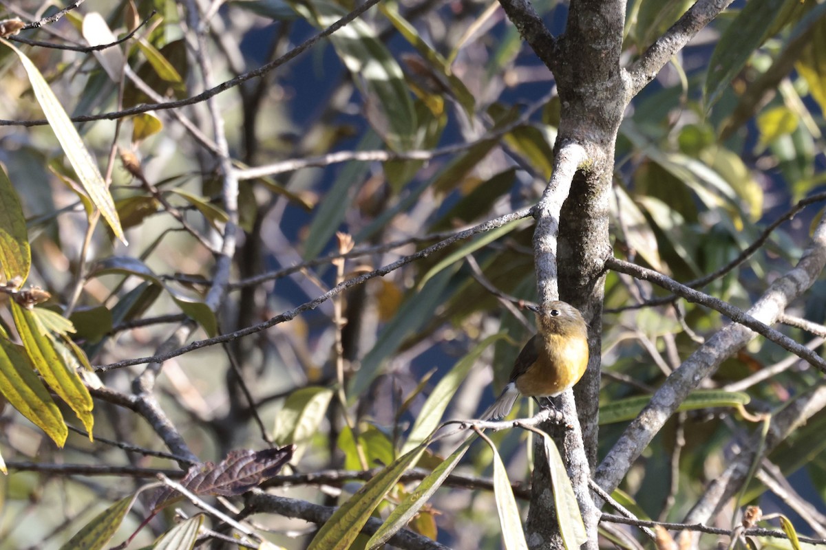 Rufous-breasted Bush-Robin - ML627799035